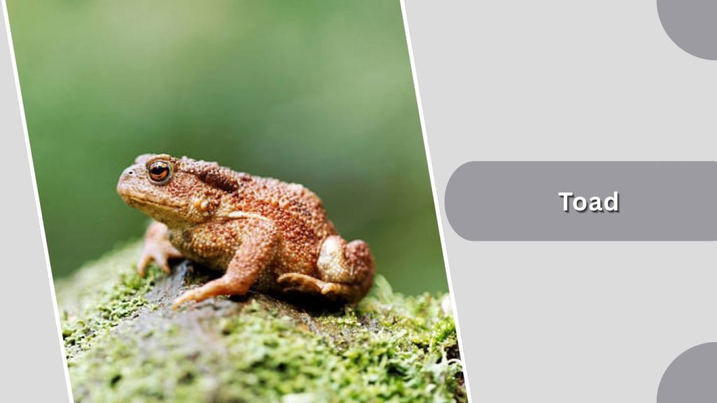 Toad