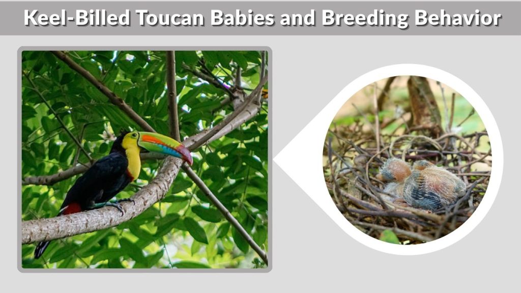 Keel-Billed Toucan Babies and Breeding Behavior