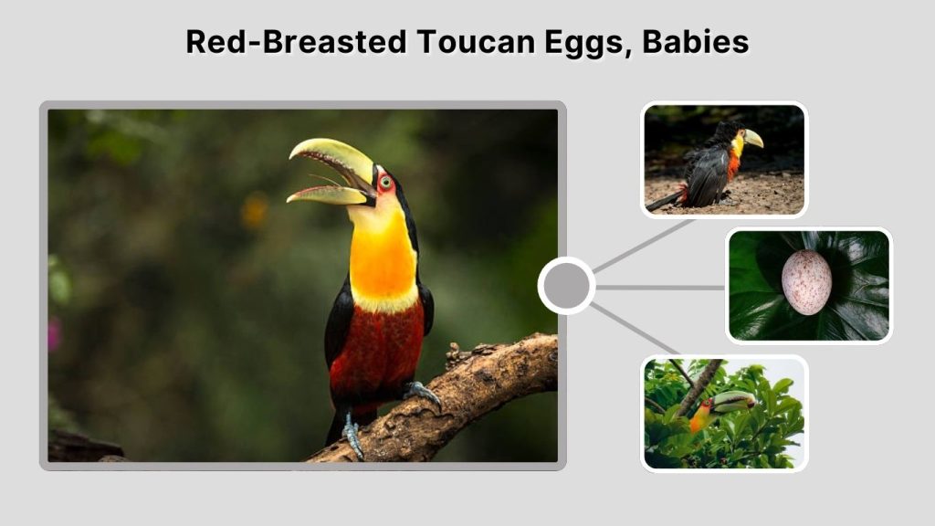 Red-Breasted Toucan Eggs, Babies, and Breeding Behavior
