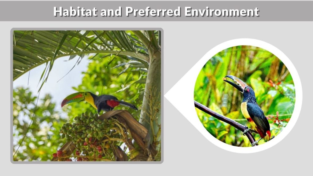 Habitat and Preferred Environment