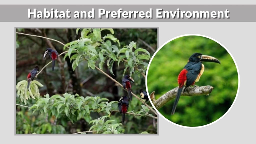 Habitat and Preferred Environment