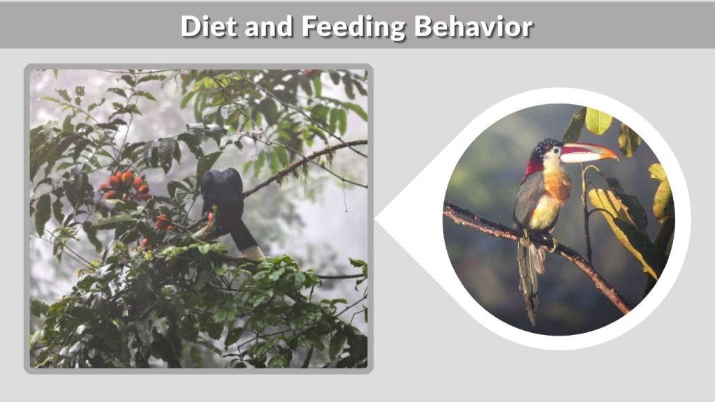 Diet and Feeding Behavior