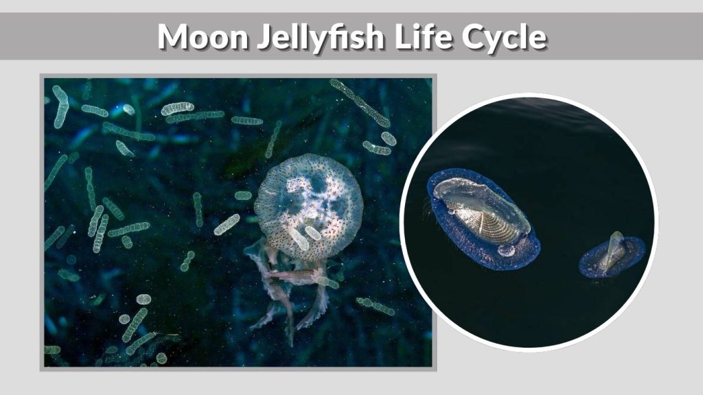 Moon Jellyfish Life Cycle