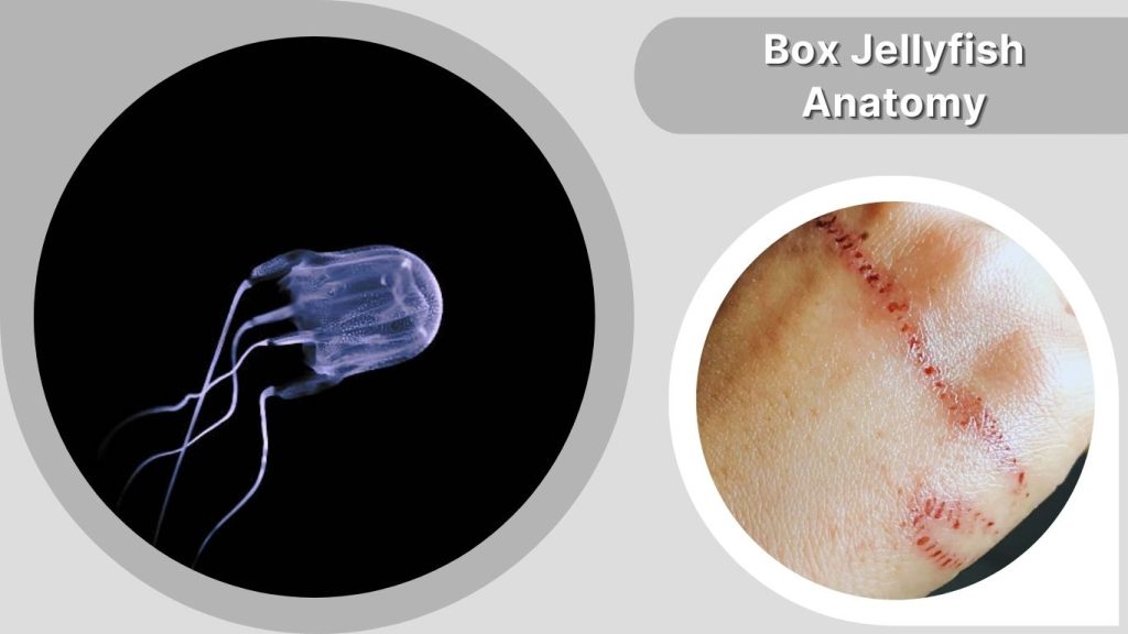Box Jellyfish Anatomy
