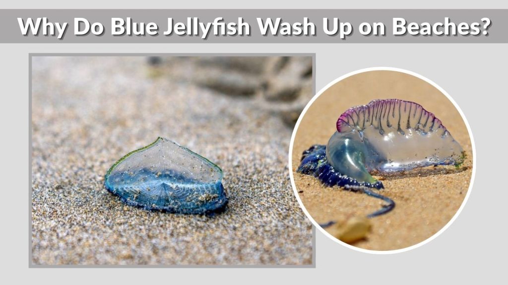 Why Do Blue Jellyfish Wash Up on Beaches?