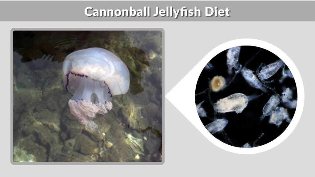Cannonball Jellyfish Diet