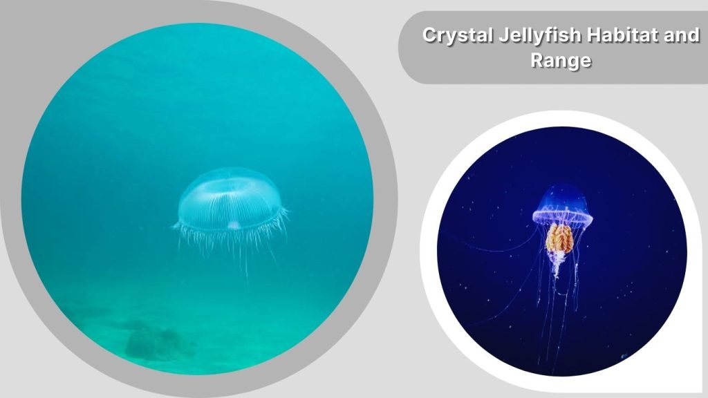 Crystal Jellyfish Habitat and Range