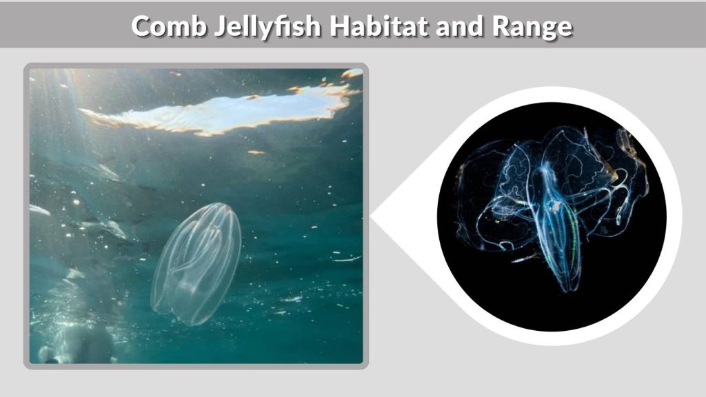 Comb Jellyfish Habitat and Range