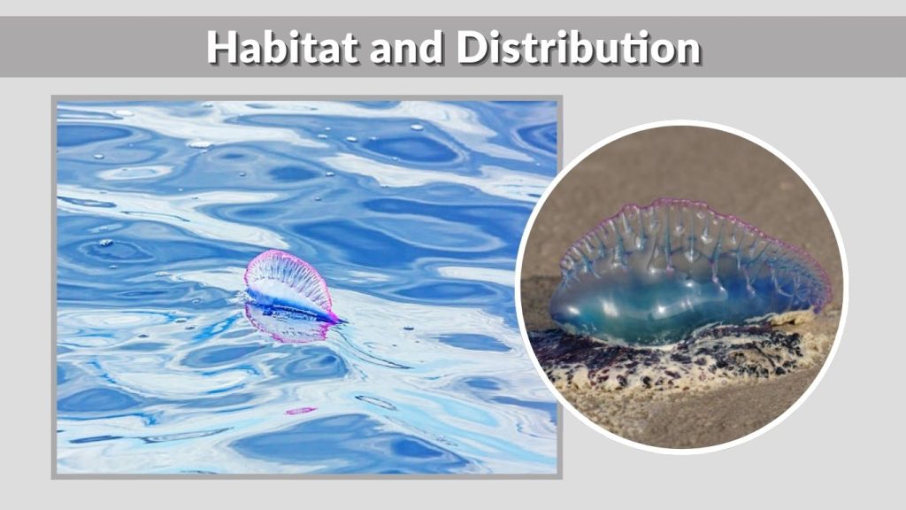 Habitat and Distribution