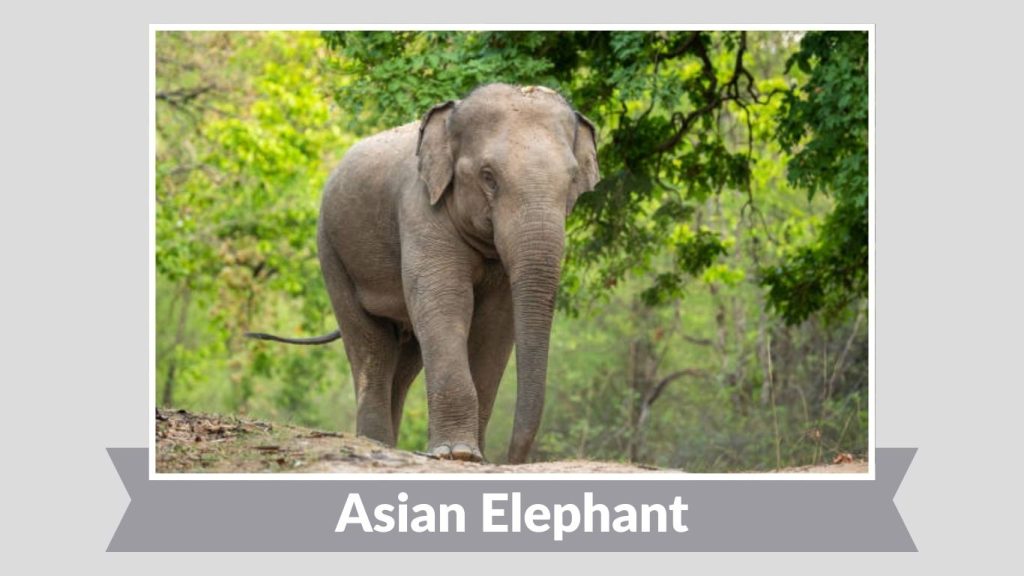  Asian Elephant