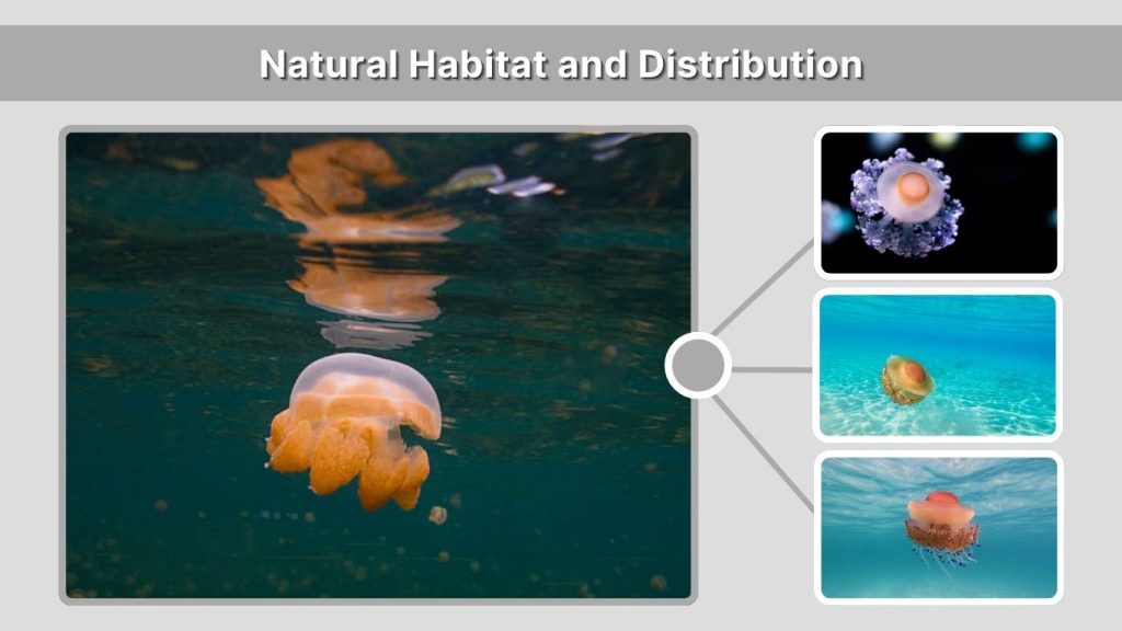 Natural Habitat and Distribution