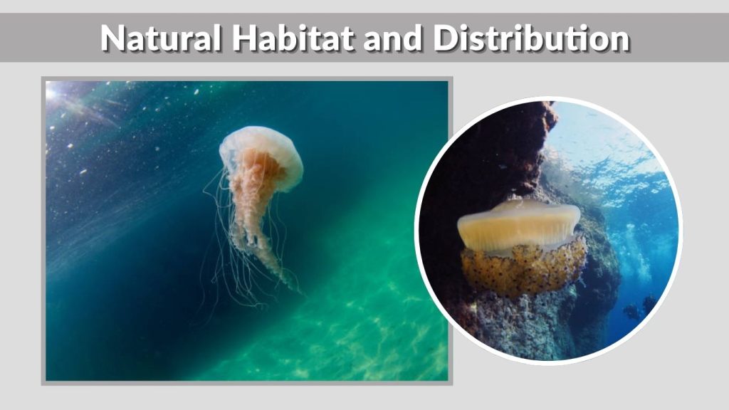 Natural Habitat and Distribution