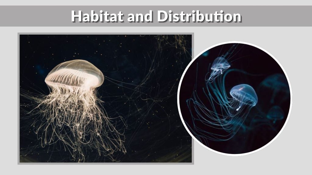 Habitat and Distribution