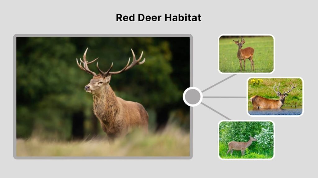 Red Deer Habitat