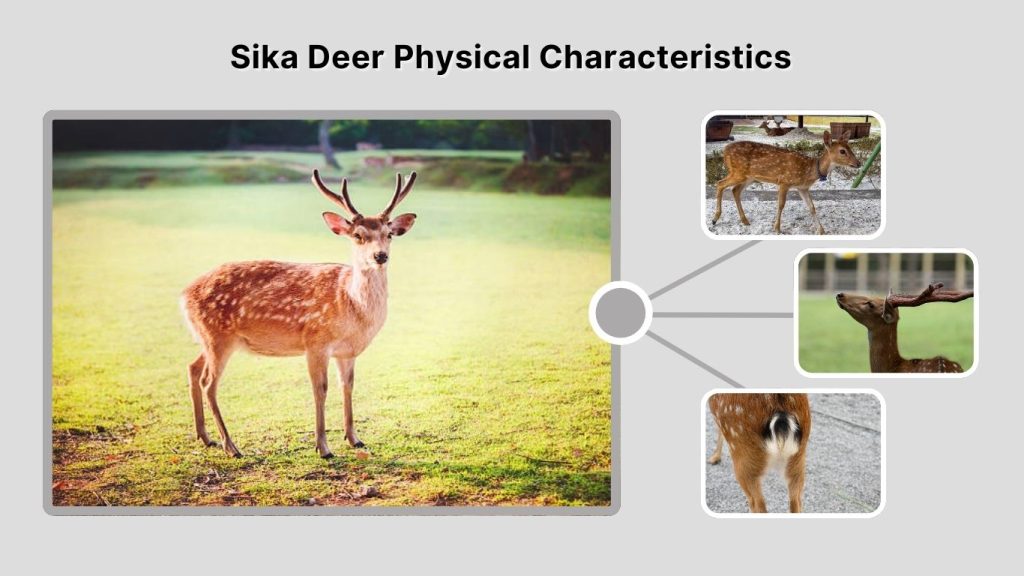 Sika Deer Physical Characteristics