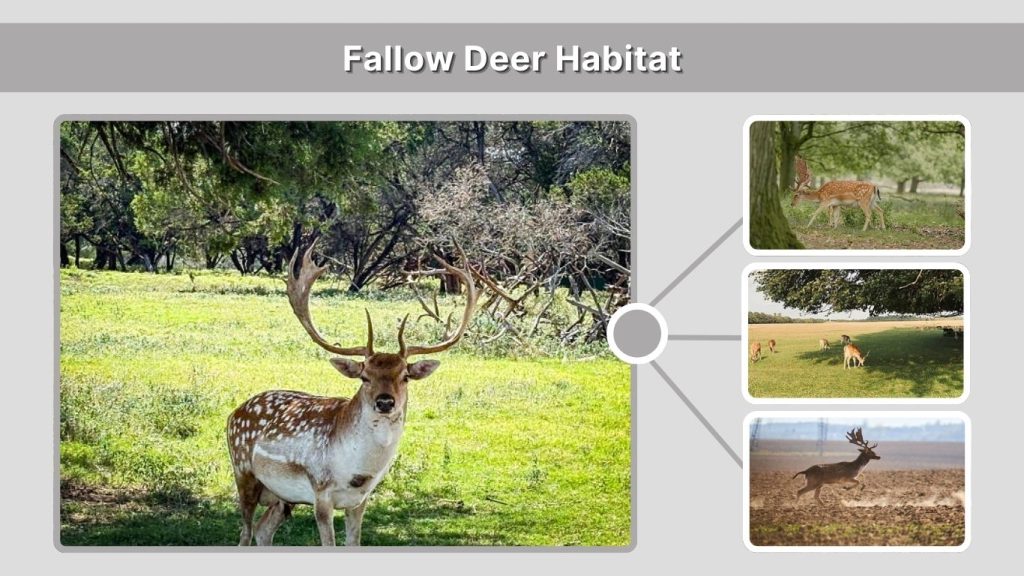 Fallow Deer Habitat