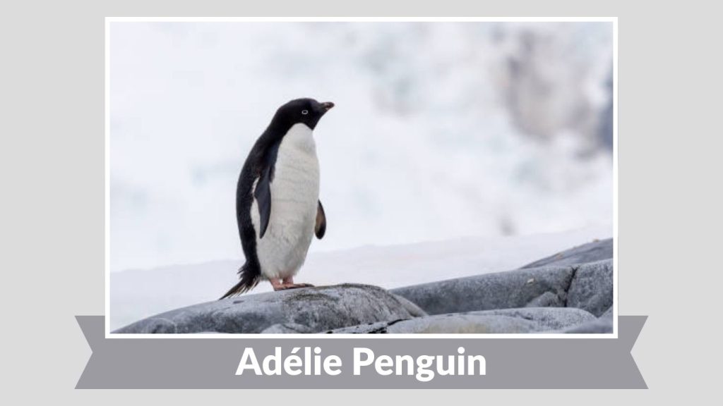 Adélie Penguin