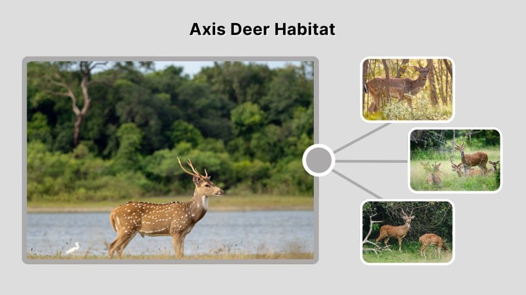 Axis Deer Habitat