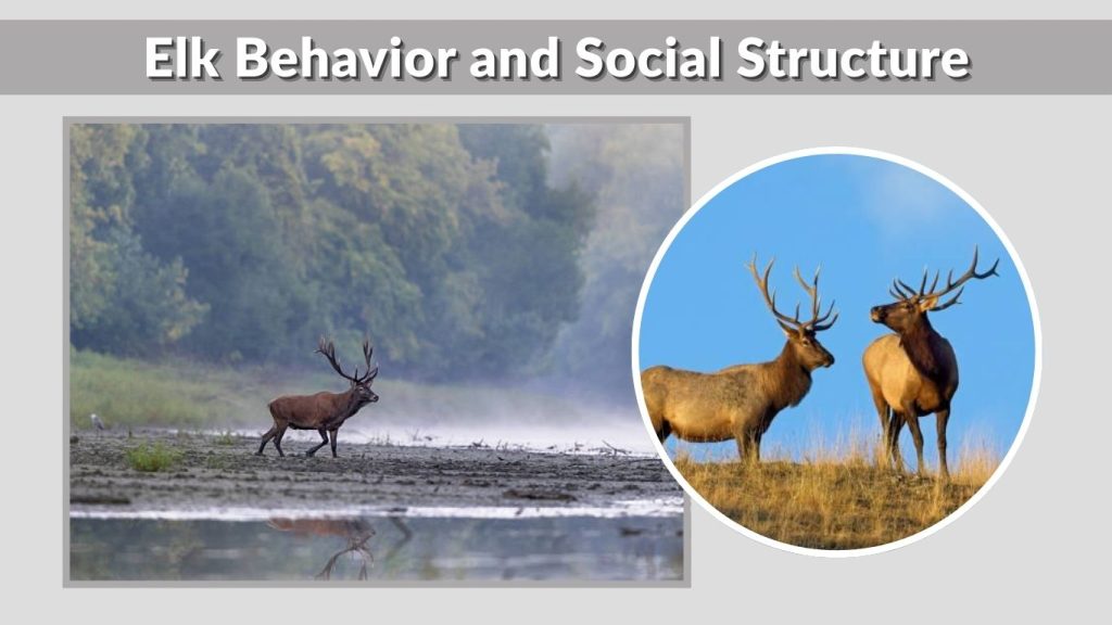 Elk Behavior and Social Structure