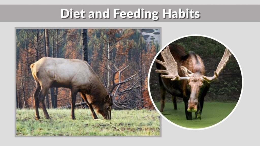 Diet and Feeding Habits