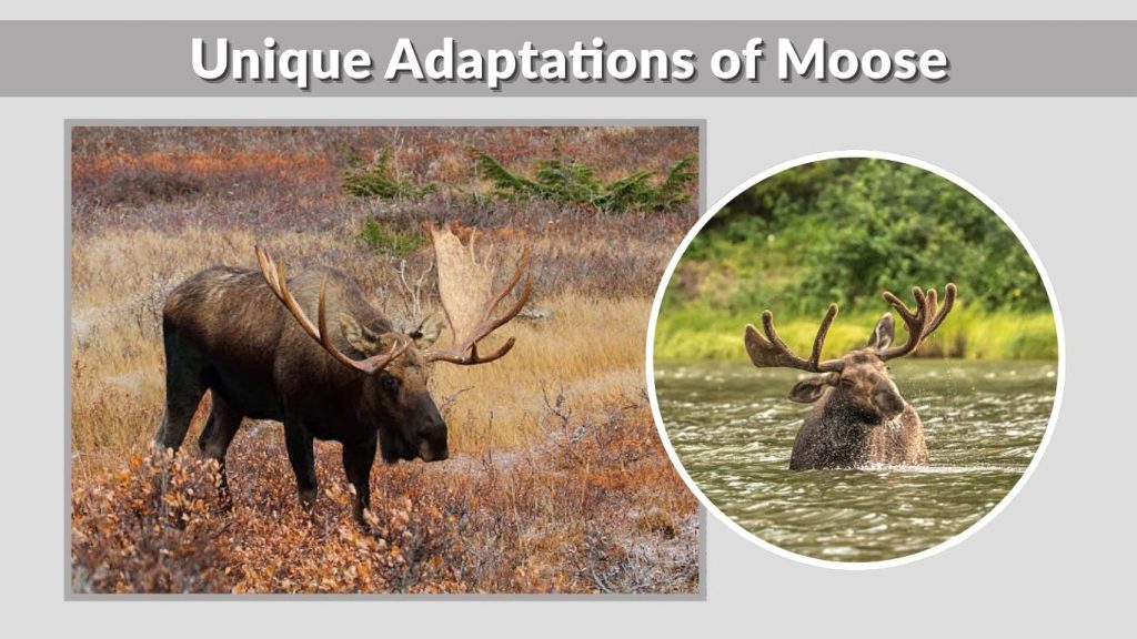 Unique Adaptations of Moose