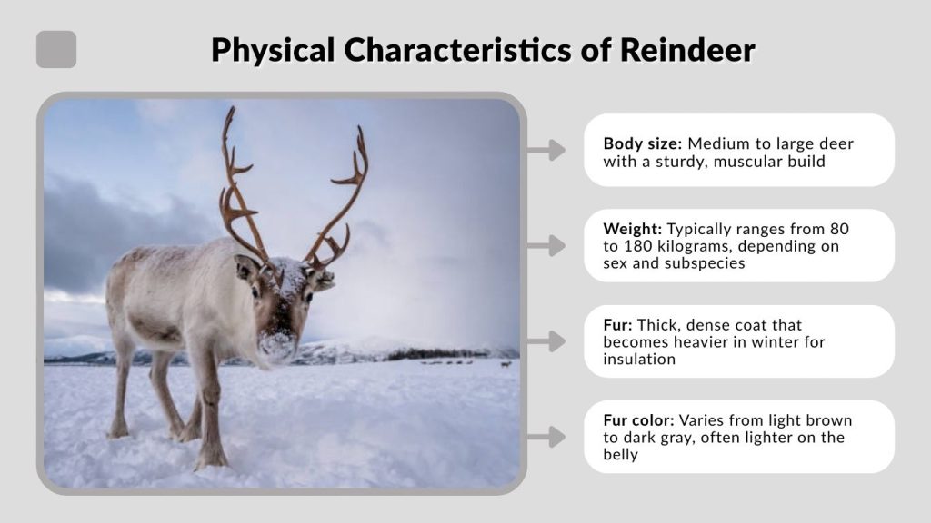 Physical Characteristics of Reindeer