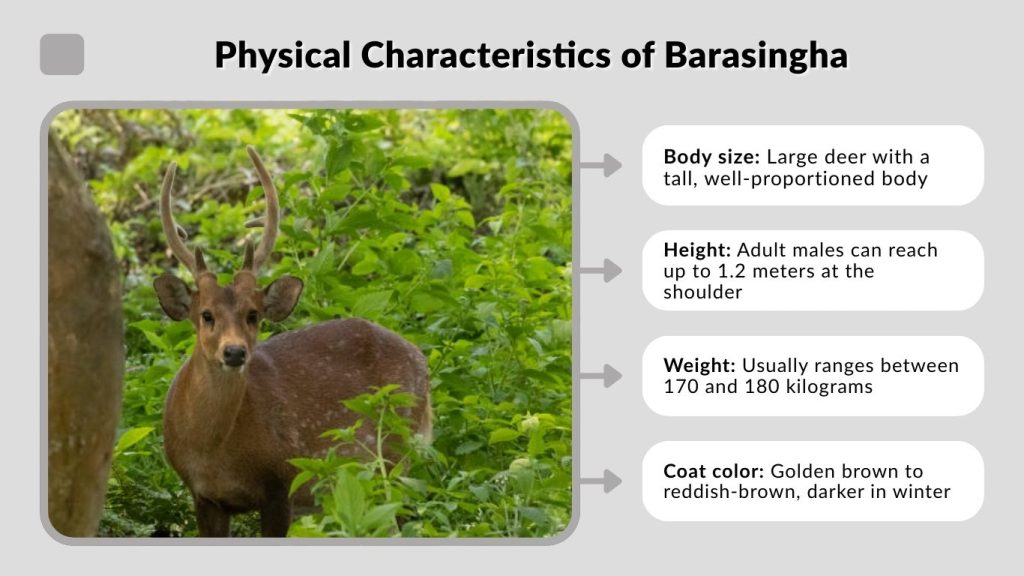 Physical Characteristics of Barasingha