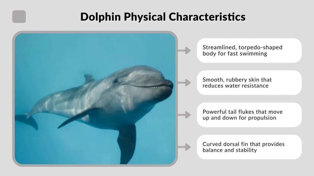 Dolphin Physical Characteristics
