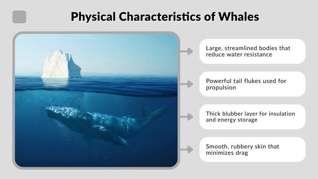 Physical Characteristics of Whales