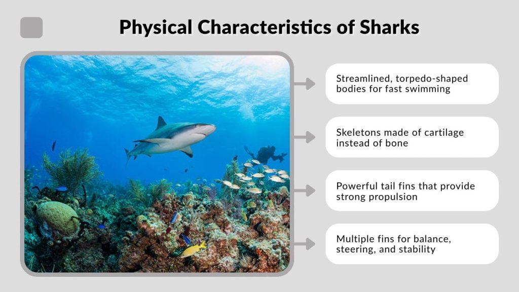 Physical Characteristics of Sharks