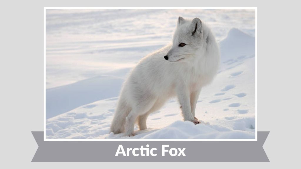 Arctic Fox
