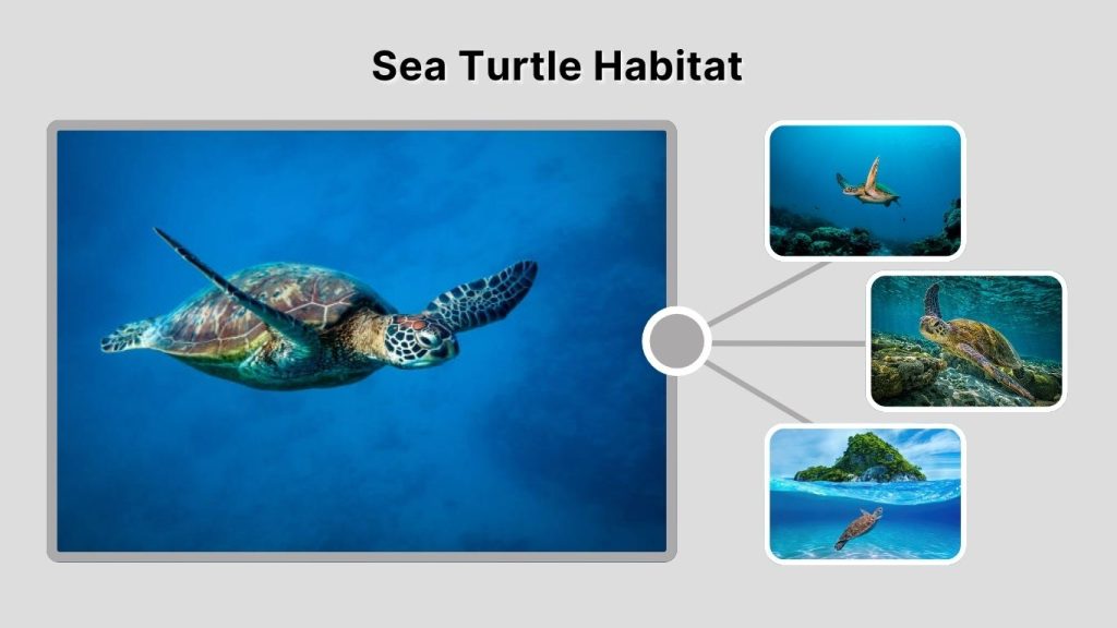 Sea Turtle Habitat