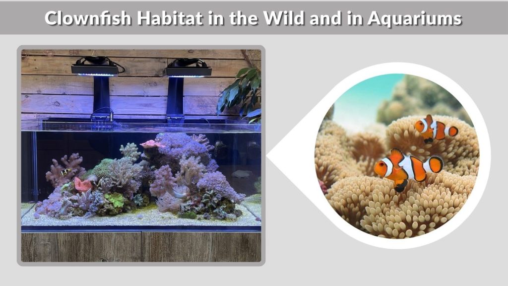 Clownfish Habitat in the Wild and in Aquariums