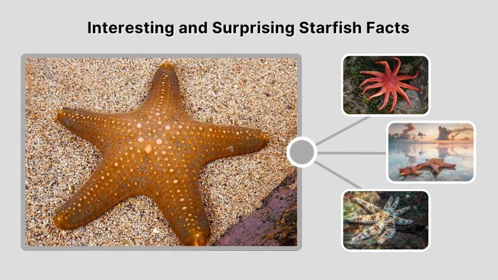 Interesting and Surprising Starfish Facts