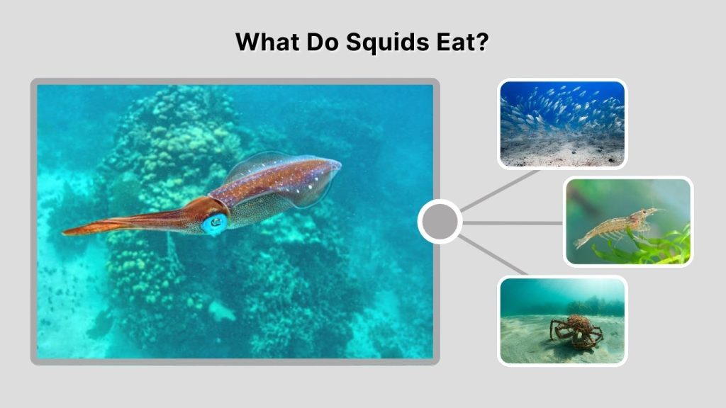 What Do Squids Eat?