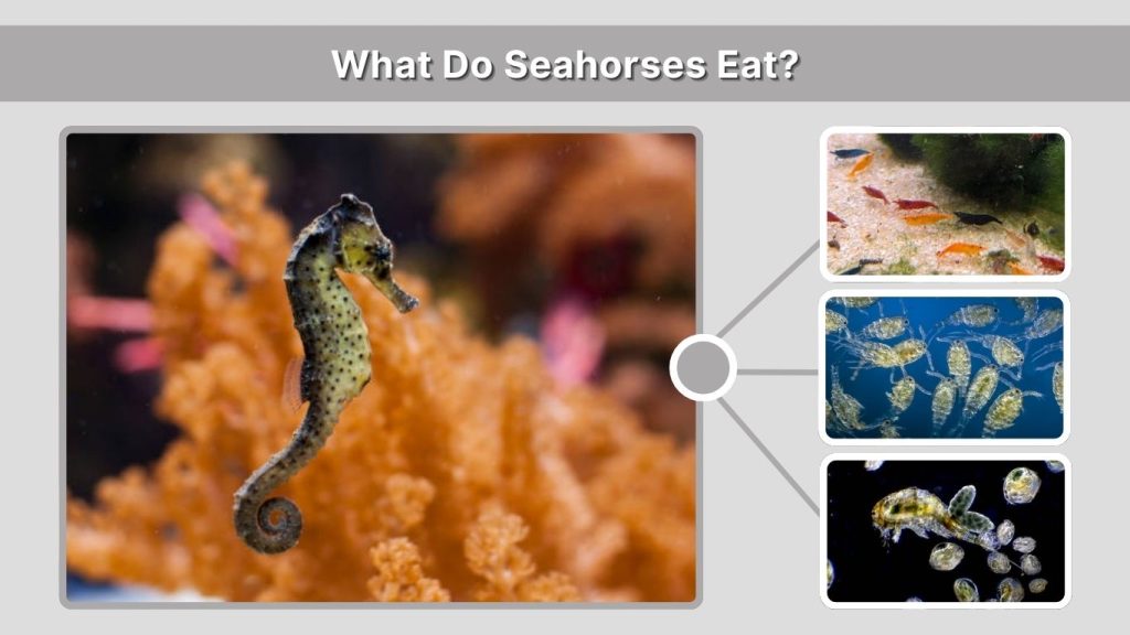 What Do Seahorses Eat?