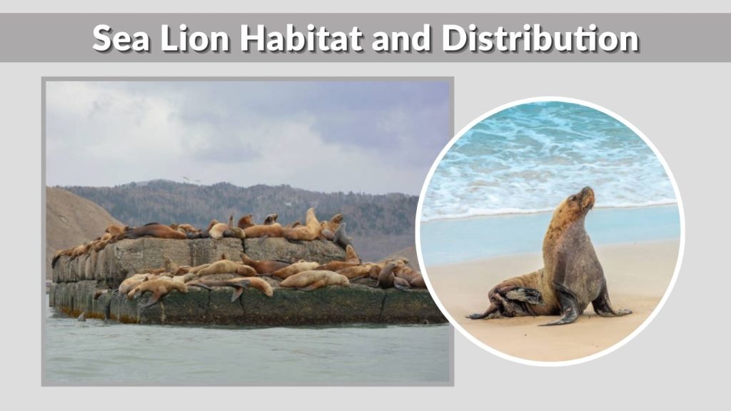 Sea Lion Habitat and Distribution