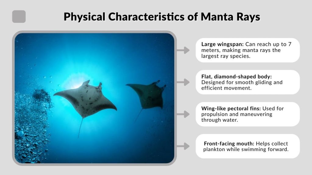 Physical Characteristics of Manta Rays