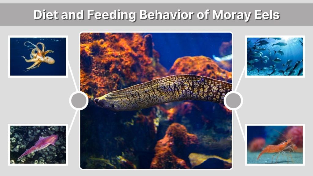 Diet and Feeding Behavior of Moray Eels