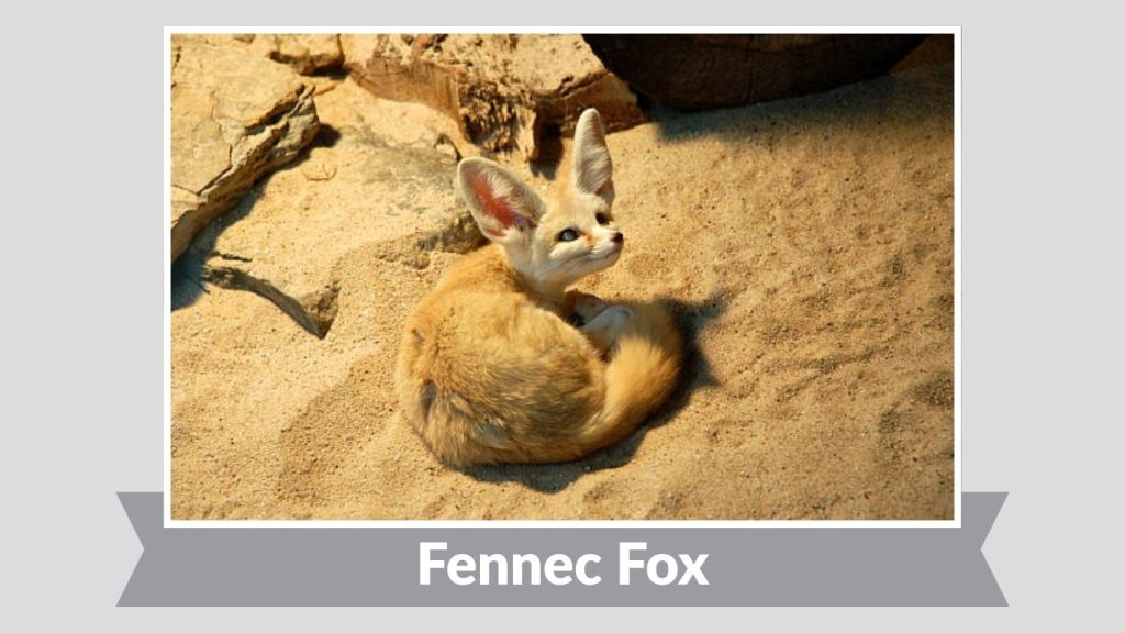 Fennec Fox