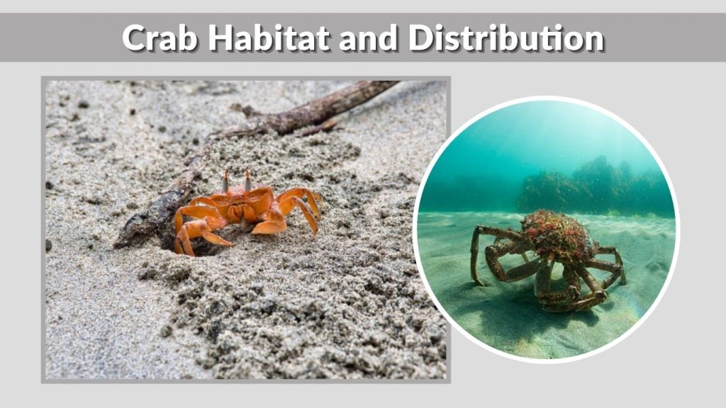 Crab Habitat and Distribution