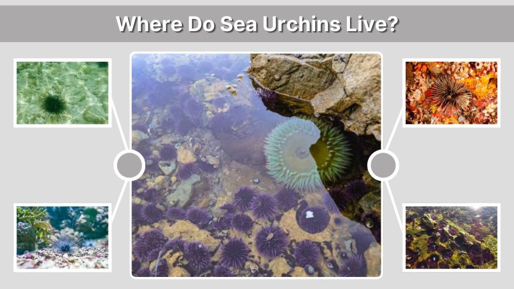 Where Do Sea Urchins Live?