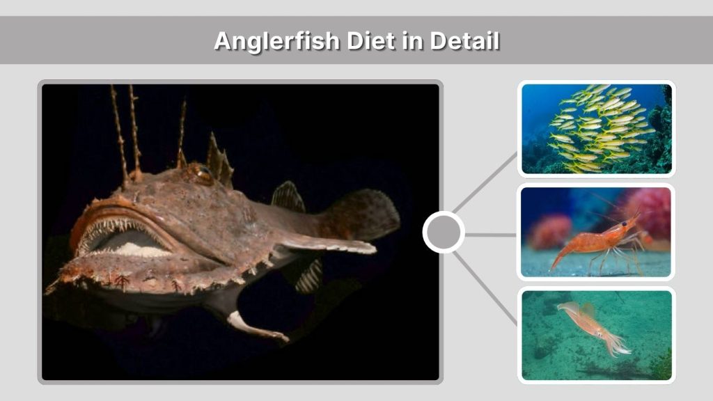 Anglerfish Diet in Detail
