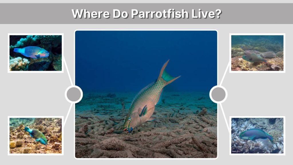 Where Do Parrotfish Live?