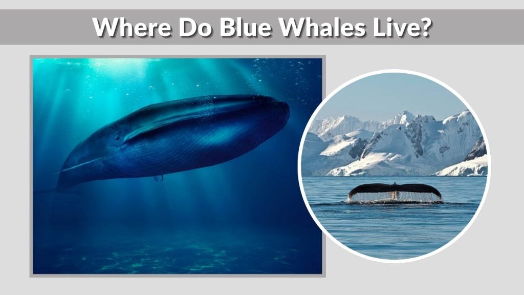 Where Do Blue Whales Live?