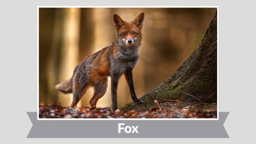 Fox