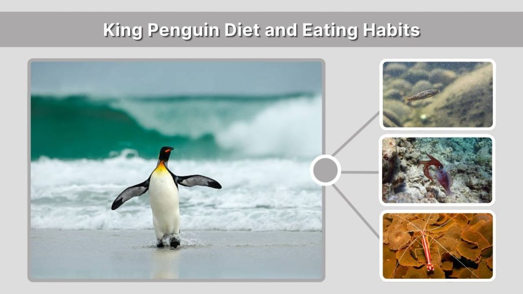 King Penguin Diet and Eating Habits