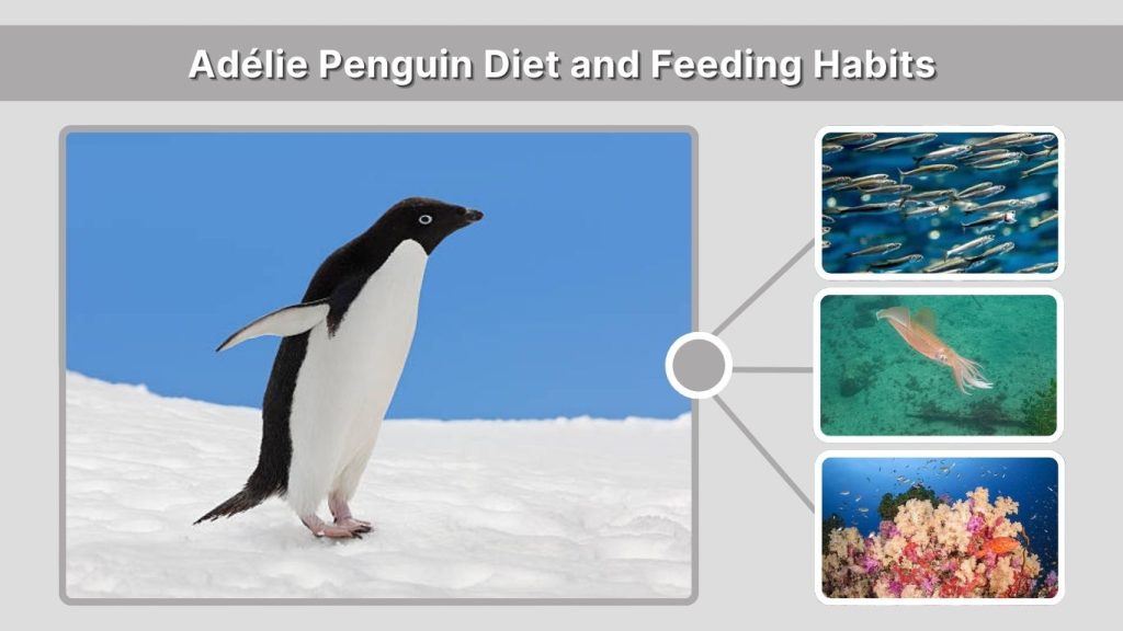 Adélie Penguin Diet and Feeding Habits