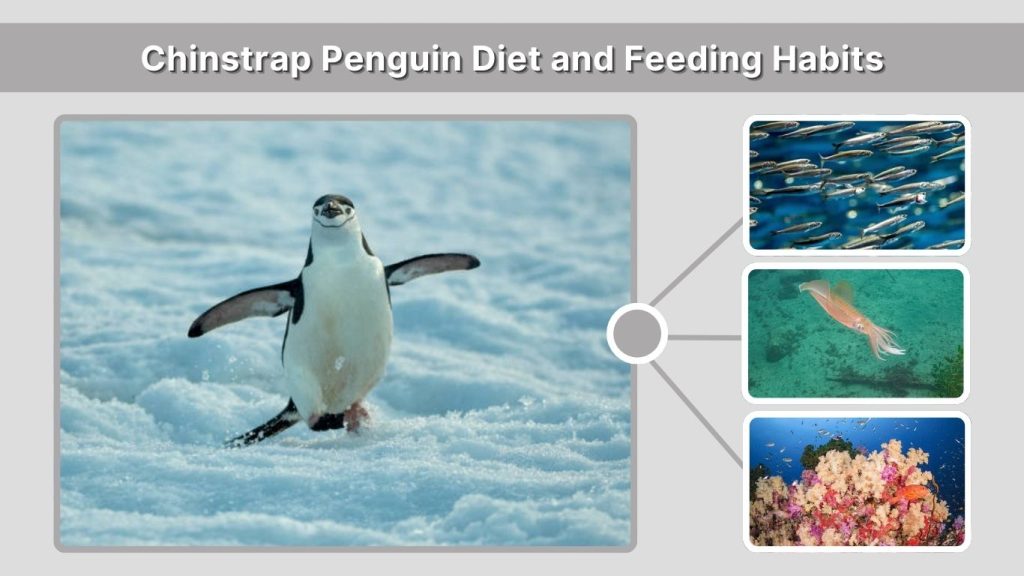 Chinstrap Penguin Diet and Feeding Habits