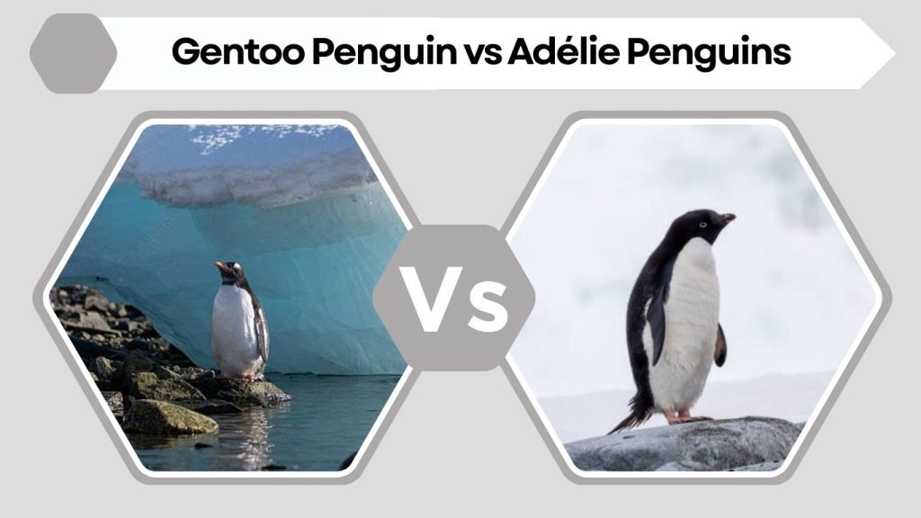 Gentoo Penguin vs Adélie Penguins